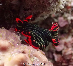 Lovely nudibranch,very nice color by Xiaoqian Cui 